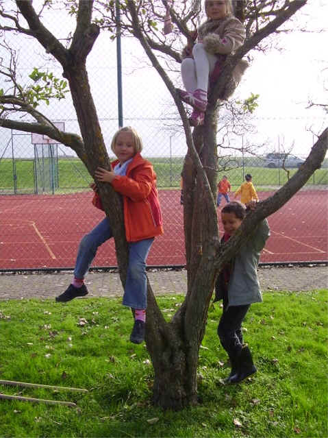 Zaun- und Baumgste...