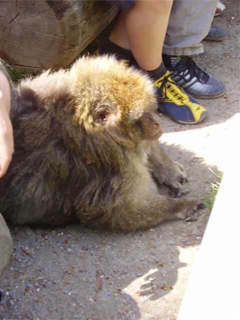 ... der weise Berberaffe (26 Jahre) macht es sich gemtlich