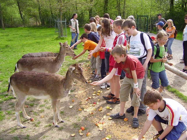 Damwildftterung