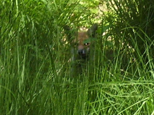 Suchbild: Wo ist der kleine Fuchs?